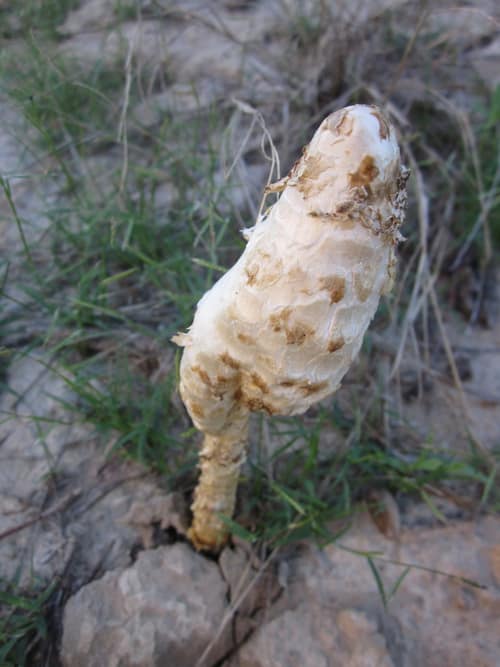 Desert Shaggy Mane reference