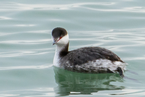 Horned Grebe reference