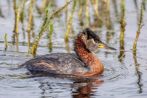 Red-necked Grebe reference