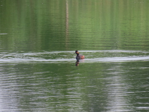 Eared Grebe reference