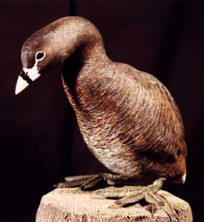 Atitlán Grebe reference