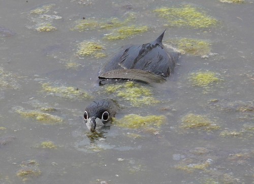 Pied-billed Grebe reference