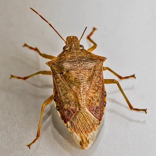 Spined Soldier Bug reference