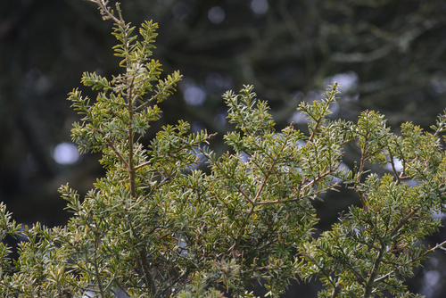 Totara reference