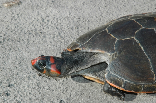 Red-headed River Turtle reference