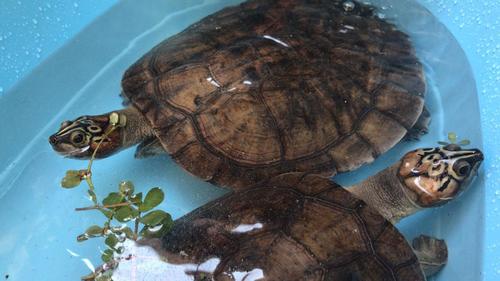 Arrau Turtle reference