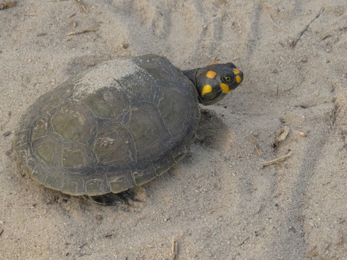 Yellow-spotted River Turtle reference