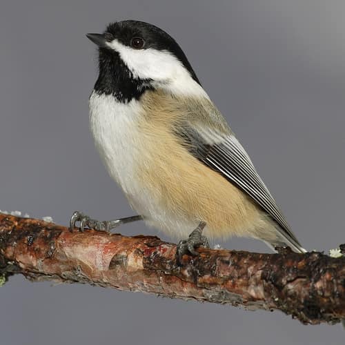 Black-capped Chickadee reference