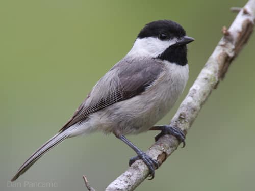 Carolina Chickadee reference