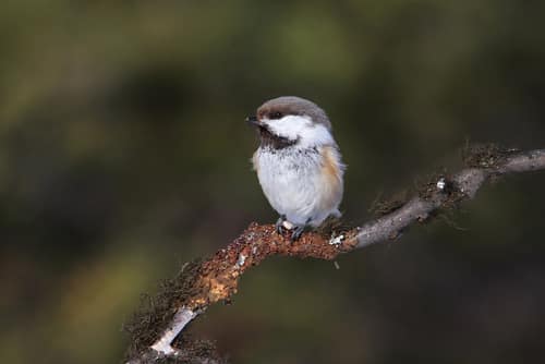 Grey-headed Chickadee reference