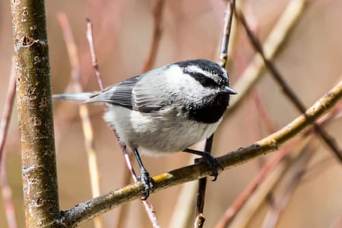 Mountain Chickadee reference