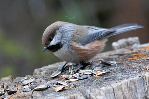 Boreal Chickadee reference