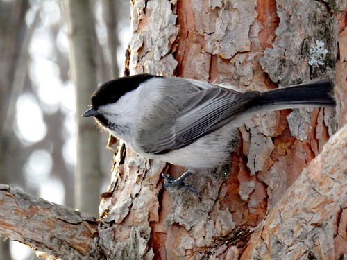 Willow Tit reference
