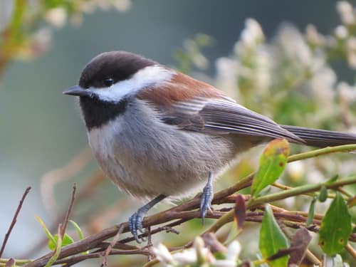 Chestnut-backed Chickadee reference