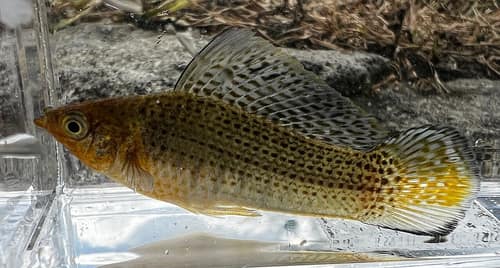 Sailfin Molly reference