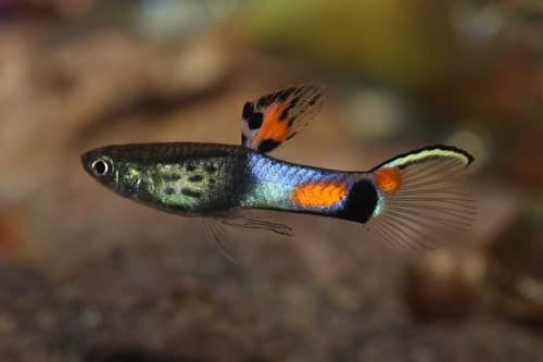 Endler's Livebearer reference