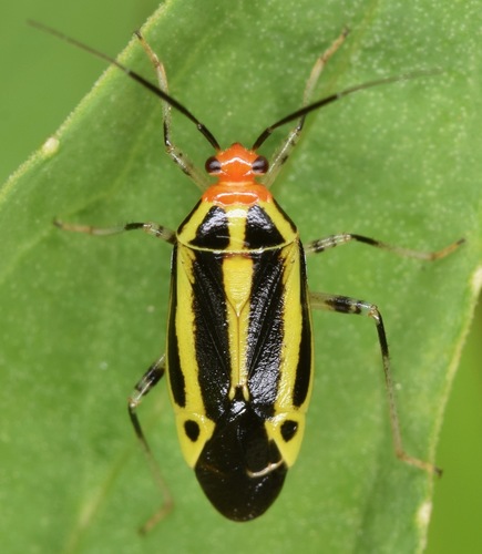 Four-lined Plant Bug reference