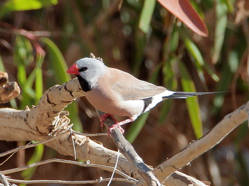 Long-tailed Finch reference