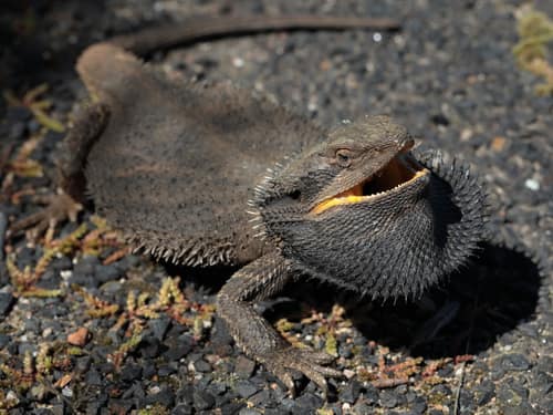 Eastern Bearded Dragon reference