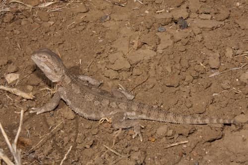 Pygmy Bearded Dragon reference