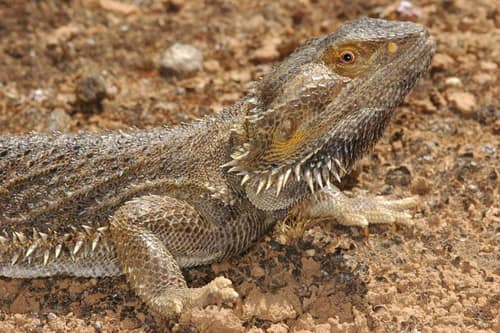 Central Bearded Dragon reference