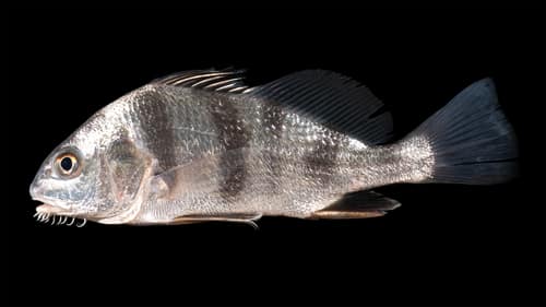 Black Drum reference