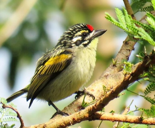 Red-fronted Tinkerbird reference