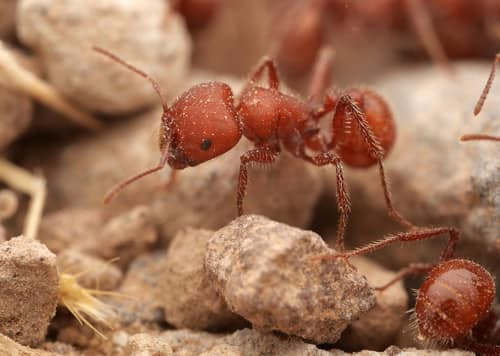 Red Harvester Ant reference
