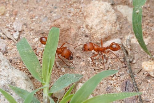 Maricopa Harvester Ant reference