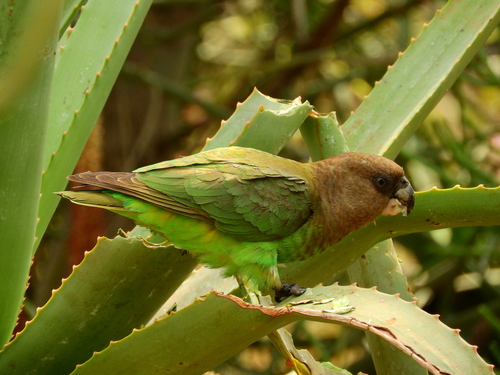 Brown-headed Parrot reference