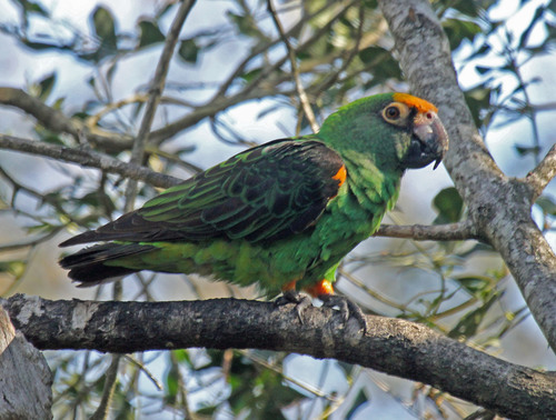 Jardine's Parrot reference