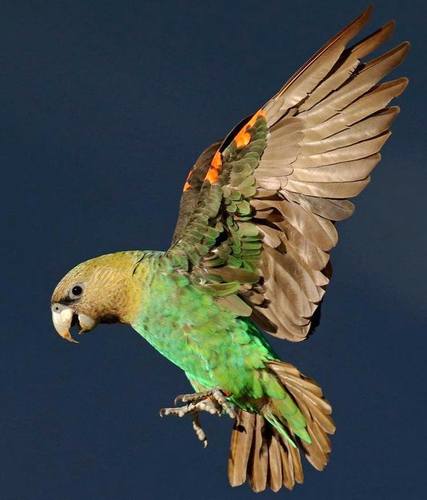 Cape Parrot reference