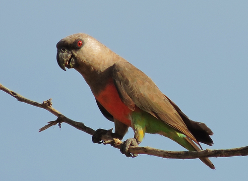 Red-bellied Parrot reference