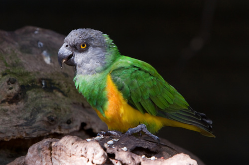 Senegal Parrot reference
