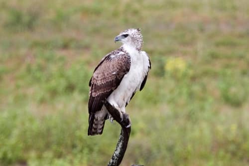 Martial Eagle reference