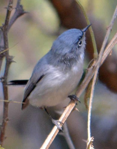 Blue-gray Gnatcatcher reference