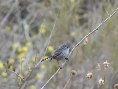 California Gnatcatcher reference