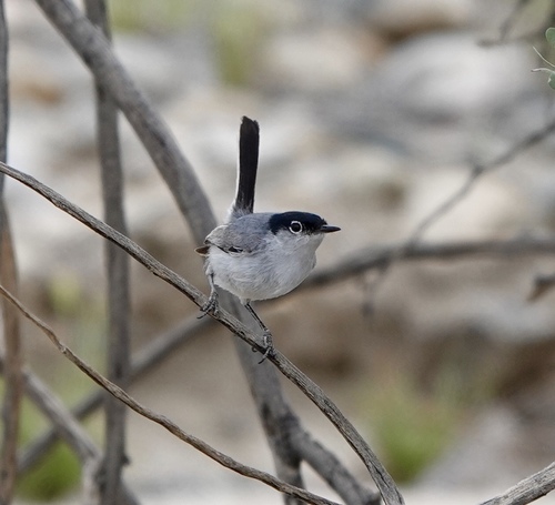 Black-tailed Gnatcatcher reference