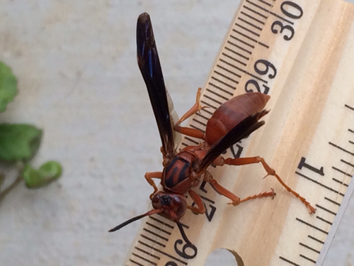 Coarse-backed Red Paper Wasp reference