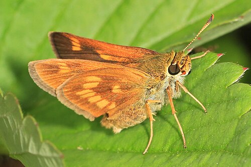 Long Dash Skipper reference