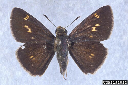Crossline Skipper reference