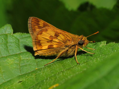 Peck's Skipper reference