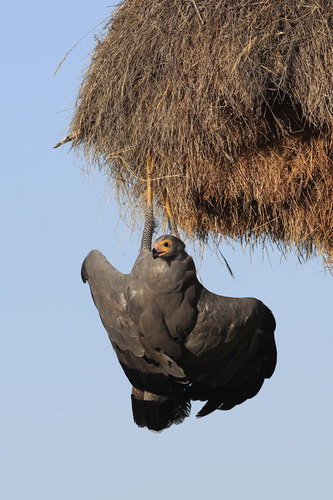 African Harrier-Hawk reference