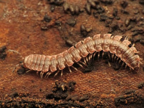 Flat-Backed Millipede reference