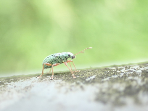 Pale Green Weevil reference