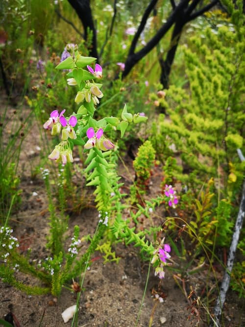 Heart-Leaved Milkwort reference