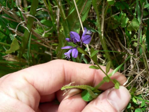 Common Milkwort reference