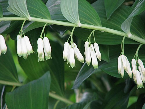 Eurasian Solomon's Seal reference