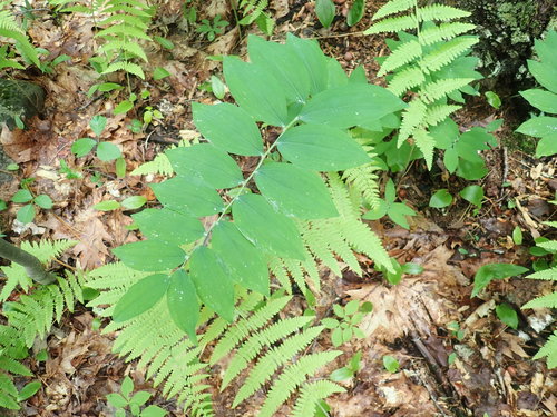 Hairy Solomon's Seal reference