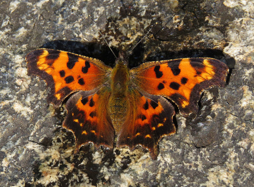Green Comma reference